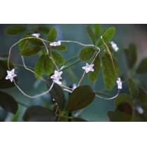 Гирлянда Eglo DEW DROP 411069