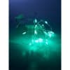 Гирлянда линейная от батареек FERON CL570, 20LED, (зеленый) 32366